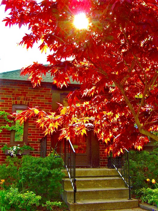 Welcome to Red Maple's Home!