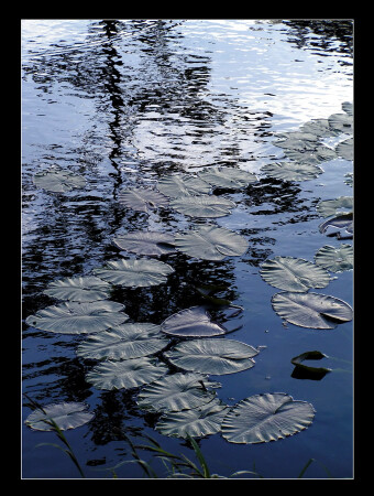 Забытый пруд.