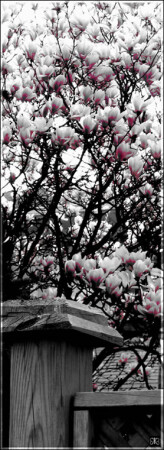 как показать магнолию [how to show magnolia]