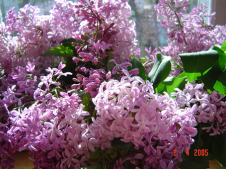 Ташкентская сирень