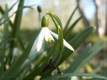 Galanthus nivalis