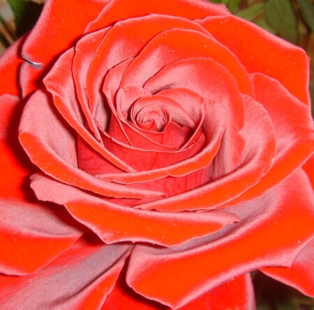 &amp;quot;Розочка&amp;quot;