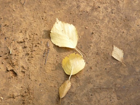 После дождя