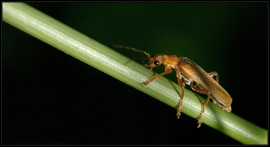 Rhagonycha Fulva