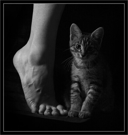 Случайный этюд с котенком