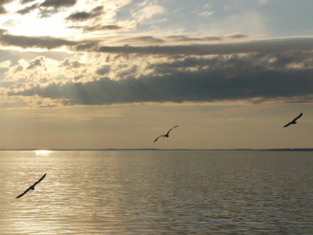 Чайки на Ладожском озере