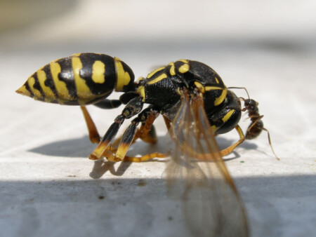 Не в коня корм