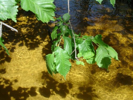 Лист над водой.
