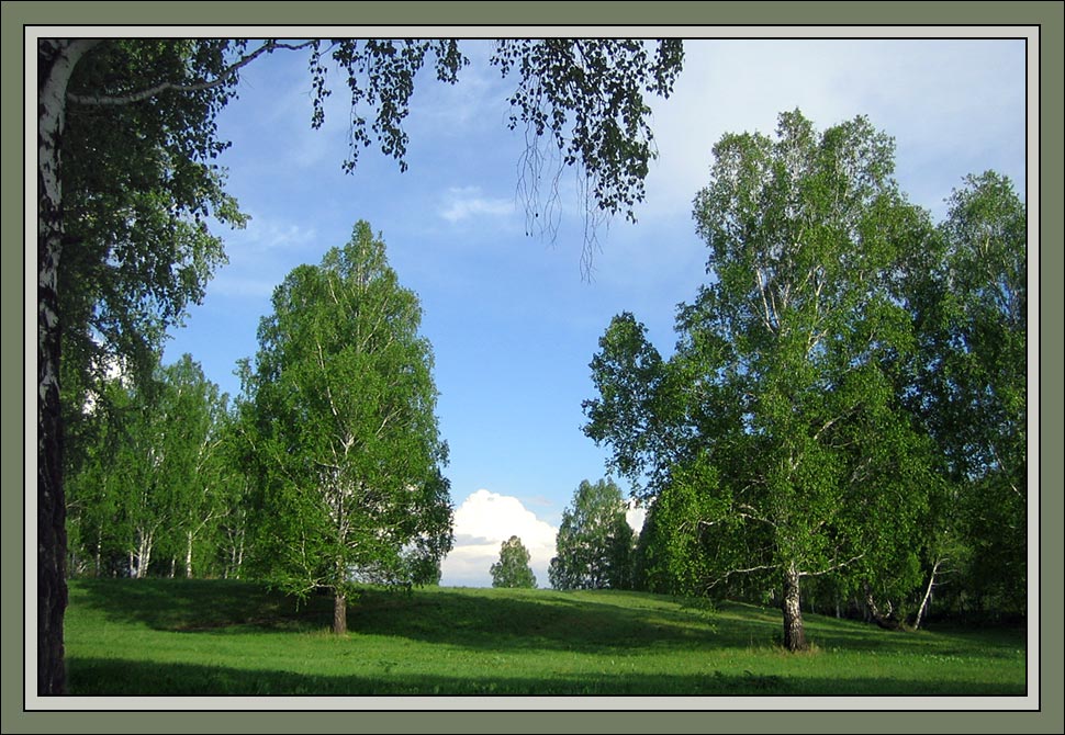 Русские березы