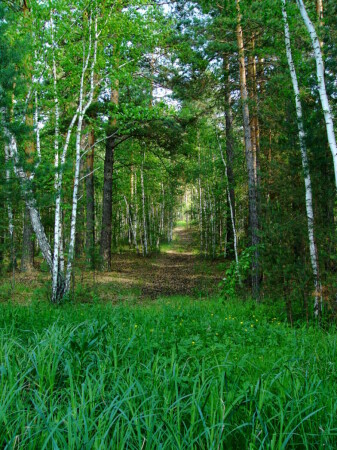 Тропа Сусанина летом