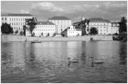 Пражские лебеди