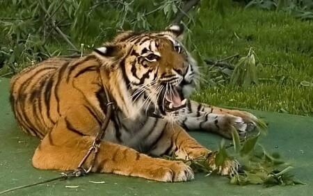 Кисо зевает