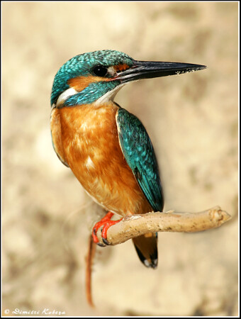 Зимородок - Aledo atthis - Kingfisher