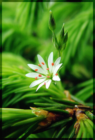 Затесался..