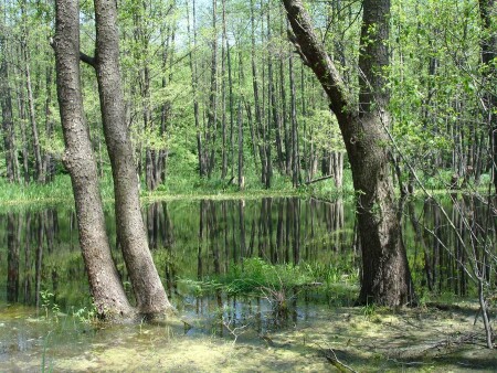 Лесная речка