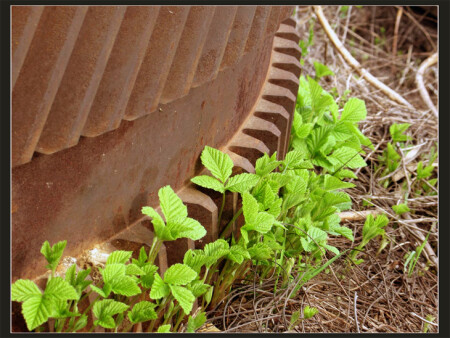 жить будем!