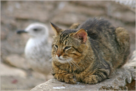 Сообщники... 