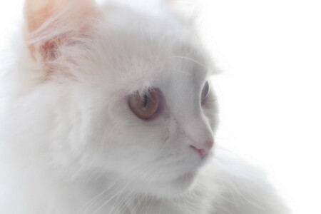 Задумчивость