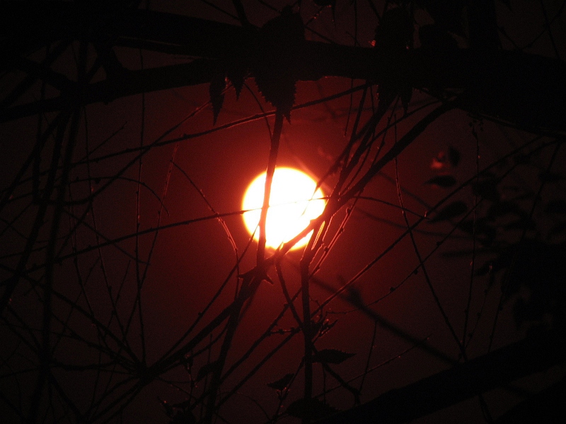 Crazy Sun