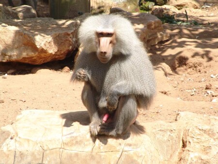 Центровой (без обработки)