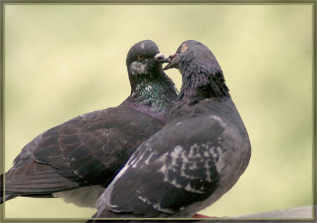 It must be love...