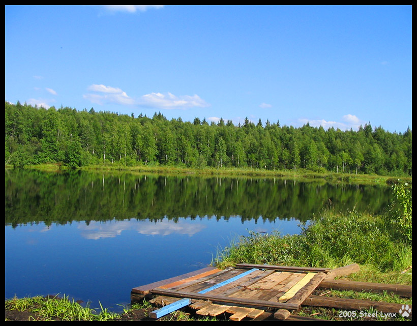 Лесное зеркало