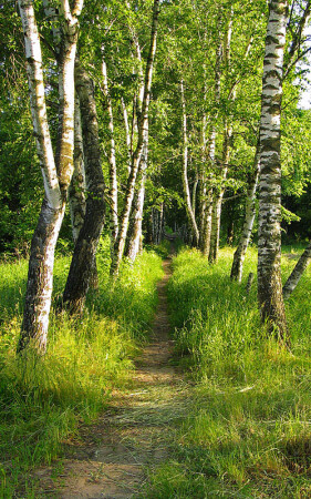 Солнечная тропинка