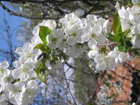 вишня в цвету