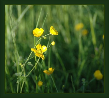 про траву и цветочки