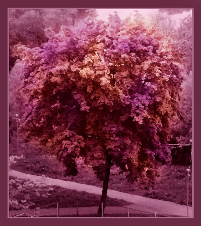 Дерево. Июньское.