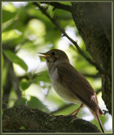 начало песни...
