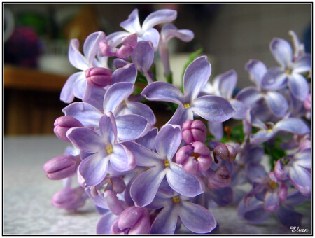 Syringa vulgaris
