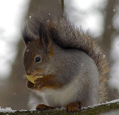 Вороне как то Бог послал... И белке тоже