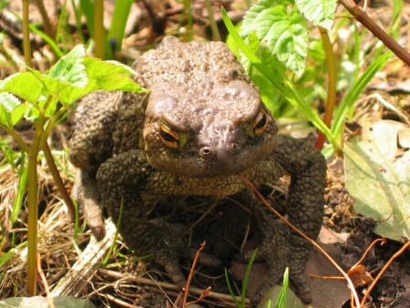 сеанс гипноза для комаров