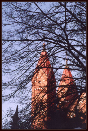 Сквозь ветки