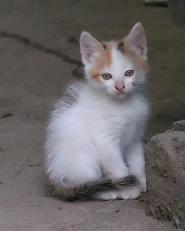 Грустное создание 