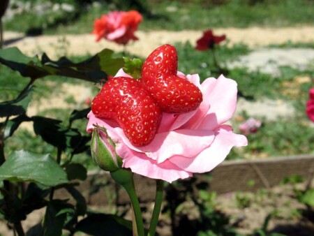 &amp;quot;Клубнистница&amp;quot;