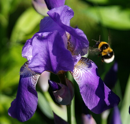 Завтрак на ... ирисе