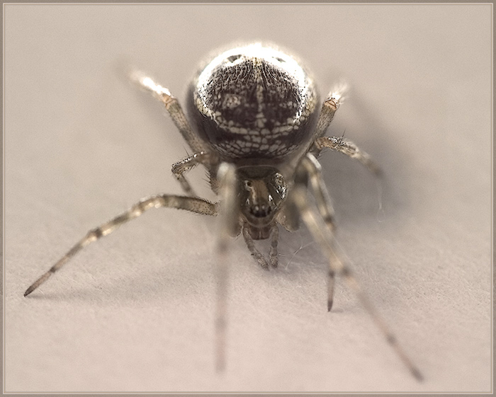 Spider. Making the net.