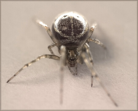 Spider. Making the net.