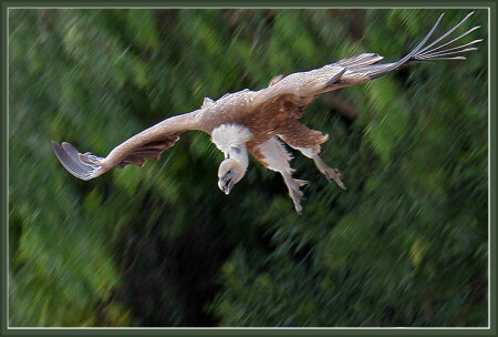 пикирующий...