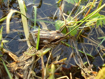 Тварь болотная