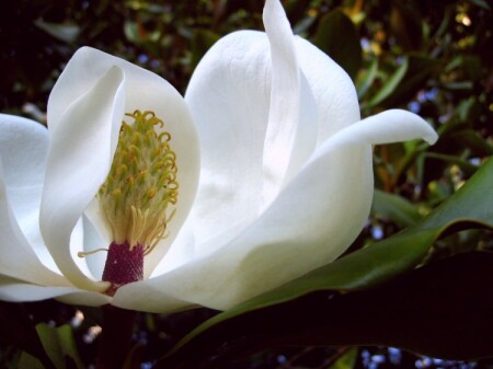 магнолия