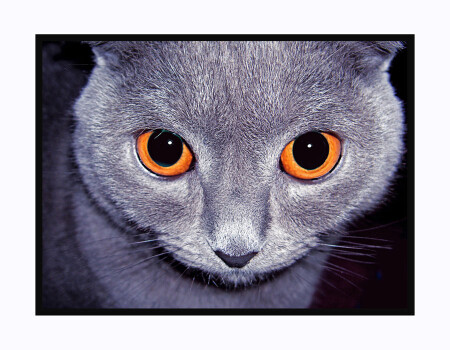 а ты меня боишься?????