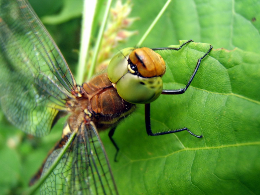 dragonfly