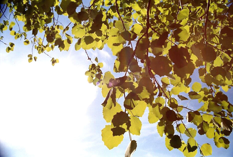 Leafs
