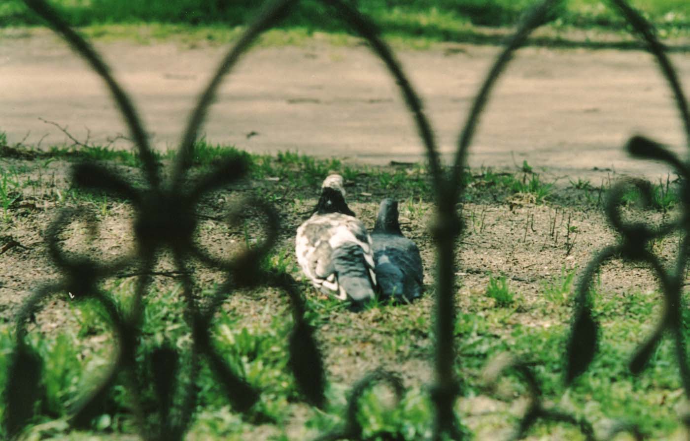 сладкая парочка