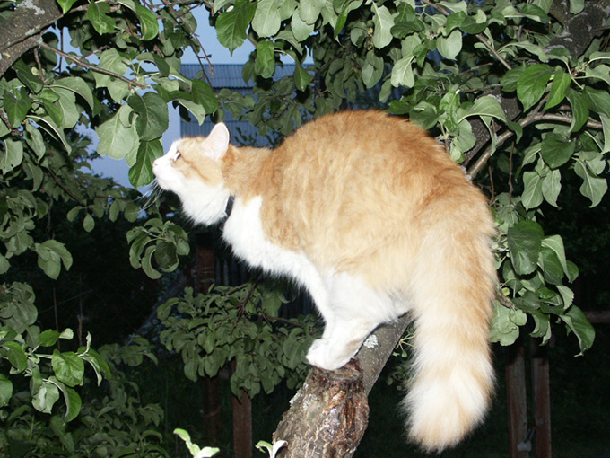 Охотник