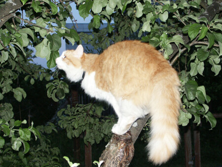 Охотник