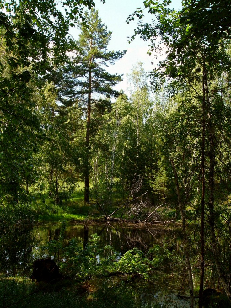 Пруд в лесу